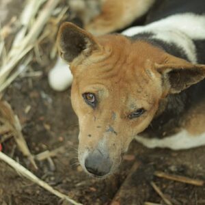 emon-hossain-Wm1iEdVm0b0-unsplash