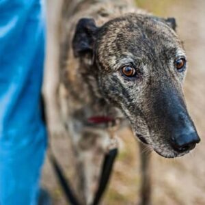 tom-jur-oEjfGwqLRAo-unsplash