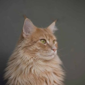 zoe-gayah-jonker-13ky5Ycf0ts-unsplash